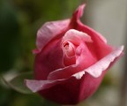 Rosa Rosa