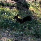 Lo scoiattolo del Parco Lo scoiattolo del Parco