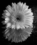 Gerbera bianca Gerbera bianca