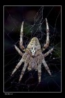 Araneus Angulatus Araneus Angulatus