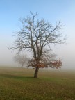 Albero avvolto dalla nebbia con sole Albero avvolto dalla nebbia con sole