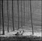 diago&nero diago&nero