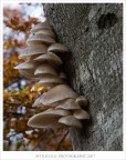 Una colonia di funghi..... Una colonia di funghi.....