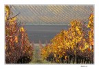 I vigneti cambiano colore I vigneti cambiano colore