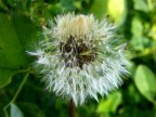 soffione