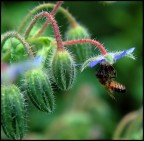 L'unico fiore L'unico fiore