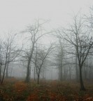 Nella nebbia Nella nebbia