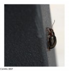 "il metallizato" "il metallizato"