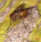 Si mangia? Si mangia?