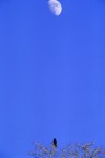 Il corvo e la luna Il corvo e la luna