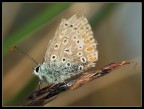 Farfalla