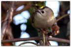 Il pi piccolo uccello europeo.
Pigola continuamente mentre saltella tra i rami di pini e roveri, dove, in inverno, trova cibo e riparo.