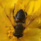 f 6,3  1/250  Iso 400  ob. 180  -1 EV  gomiti appoggiati ad un muretto ad altezza d'uomo.
Inquadratura contenuta al pelo per la mia precaria posizione d'equilibrio, al momento dello scatto ero pi preso nello stare in piedi che fotografare.