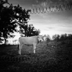 La mucca di Gracciano...o giù di lì... La mucca di Gracciano...o giù di lì...