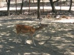 cerbiatto cerbiatto
