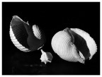 ...shells...