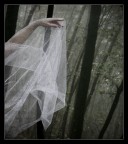 Danzando con gli Alberi Danzando con gli Alberi