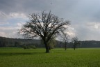 ALBERI ALBERI