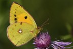 Ravvicinata Ravvicinata