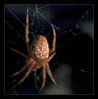 Ragnetto... Ragnetto...