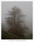 Un albero un po spettrale.... Un albero un po spettrale....