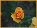 Fiore Fiore