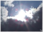 Sole Sole