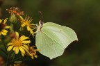 Gonepteryx cleopatra f. Gonepteryx cleopatra f.