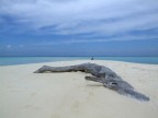 MALDIVE MALDIVE