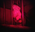 Senza titolo Senza titolo