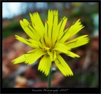 Fiorellino nel bosco Fiorellino nel bosco