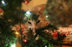 Gatto di natale Gatto di natale