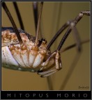 Mitopus Morio-particolare- Mitopus Morio-particolare-