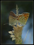 Farfalle