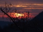 alba alba