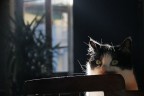 gatto al sole