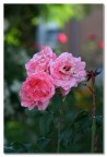 Rosa del mio giardino Rosa del mio giardino