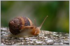 La lumaca II La lumaca II
