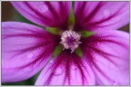 Malva Sylvestris Malva Sylvestris