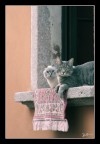 due gatti due gatti