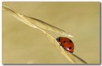 Coccinella Coccinella