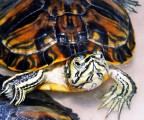 Animali Animali