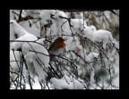 pettirosso nella neve pettirosso nella neve