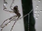 Brrrrrrrrrrr Brrrrrrrrrrr