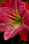 Colori Colori