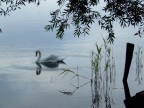 La solitudine di un cigno all'alba La solitudine di un cigno all'alba