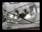 capinera nella neve capinera nella neve