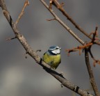 Cinciarella 1 Cinciarella 1