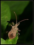 Coreus marginatus Coreus marginatus