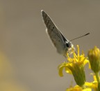 Farfalla 1 Farfalla 1